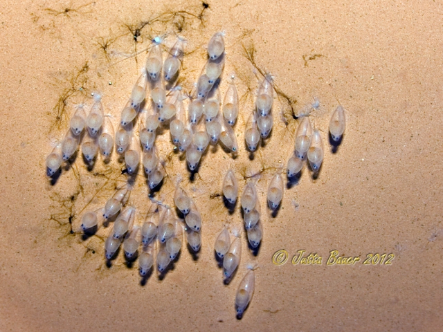 This species tends to lay 20-60 eggs.