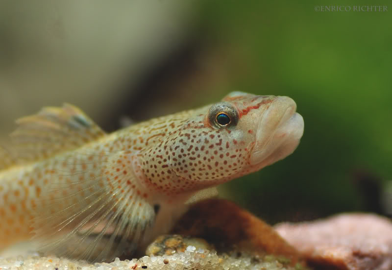 Detail of head and anterior portion of body.