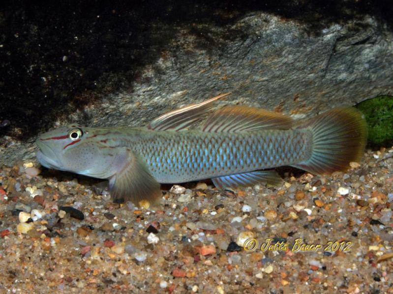 Mature adult male individual.