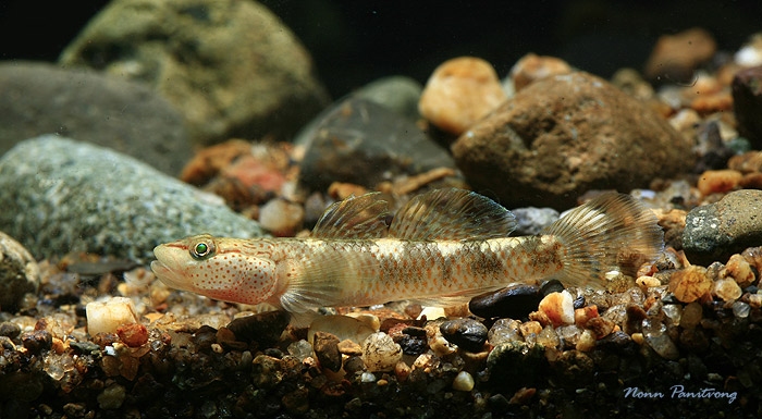 Young aduit male individual from the Nan River, northern Thailand.