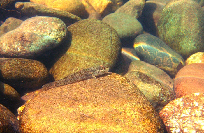 Male in its natural habitat.