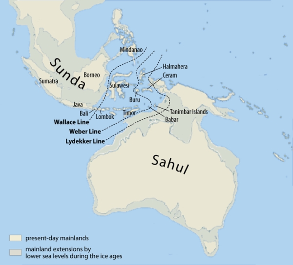 Map of Sunda and Sahul with the Wallace, Lydekker and Weber Lines