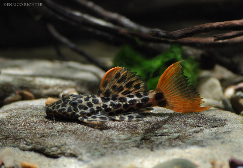 Juvenile specimen.