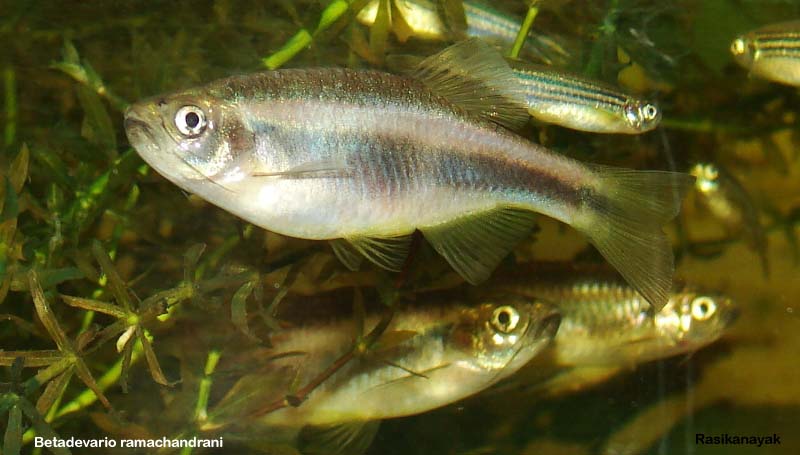 Adult female individual.
