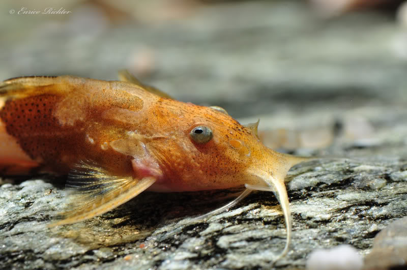 Detail of head and anterior portion of body.