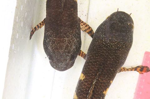 Dorsal view of adult pair; female on left.