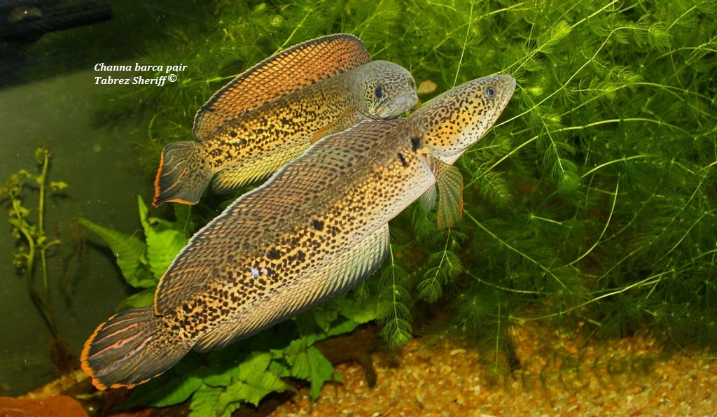 Bonded pair; female upper.