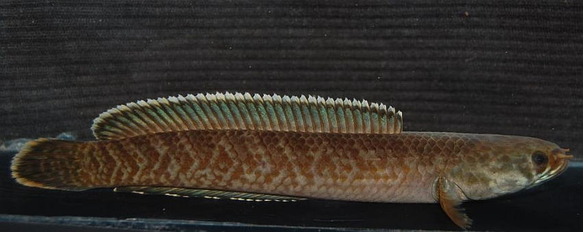 Adult from the UK aquarium trade.