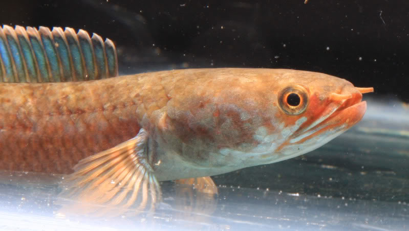 The orangey patch on the head is also visible here.