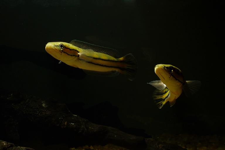 Juvenile individuals.