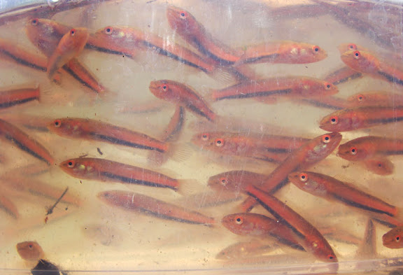 Juveniles are brightly-coloured.
