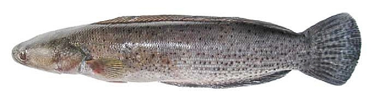Subadult with typical spotted colour pattern.