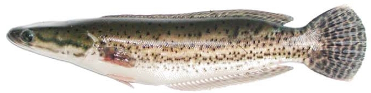An older subadult.