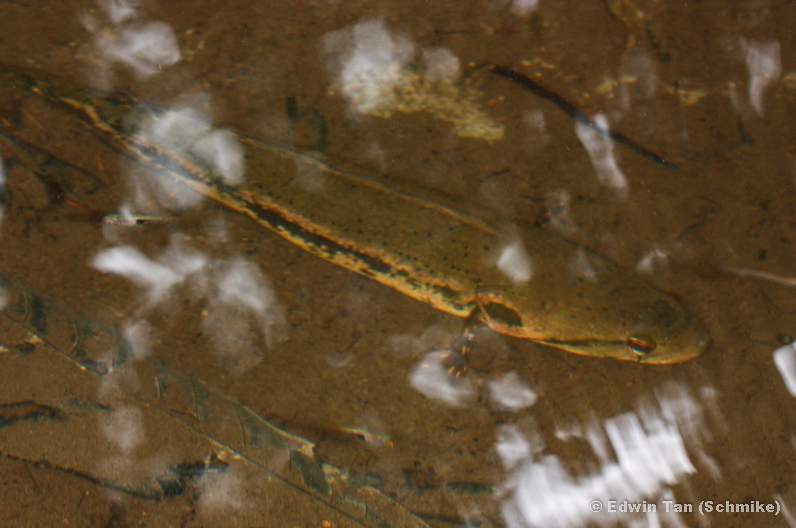 Adult specimen in its natural habitat.