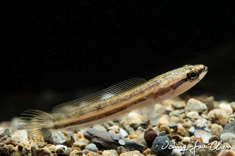 Juvenile.