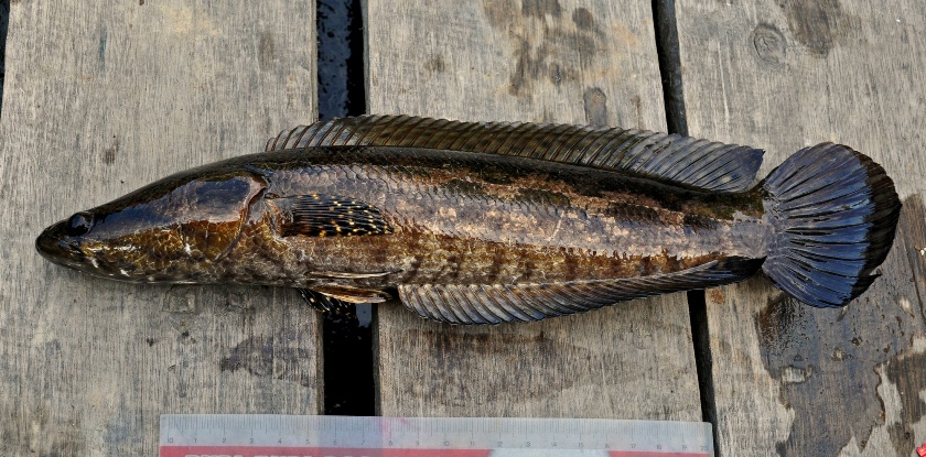 Specimen measuring 290 mm SL from Dari Sabung Tanjakan, Sajad, Sambas. West Kalimantan (Kalimantan Barat) province, Indonesia.