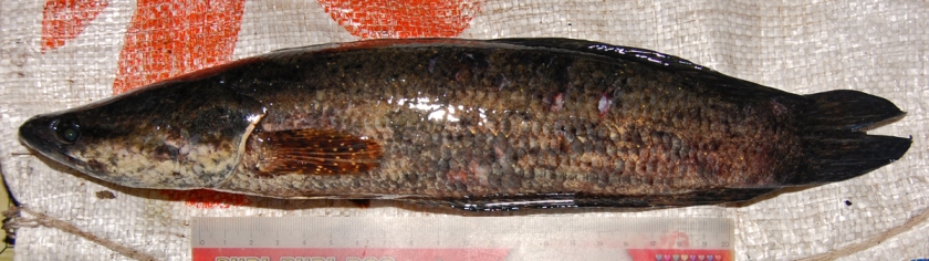 Specimen measuring 290 mm SL from Mentaya Hulu, Central Kalimantan (Kalimantan Tengah) province, Indonesia.