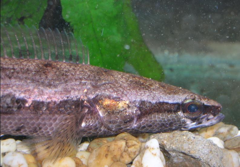 Detail of head and anterior portion of body; specimen from Taninthayi, Myanmar.