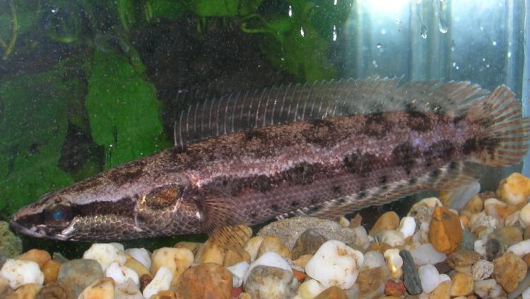 Specimen from Taninthayi Region, southern Myanmar, where this species was first recorded in 2007.