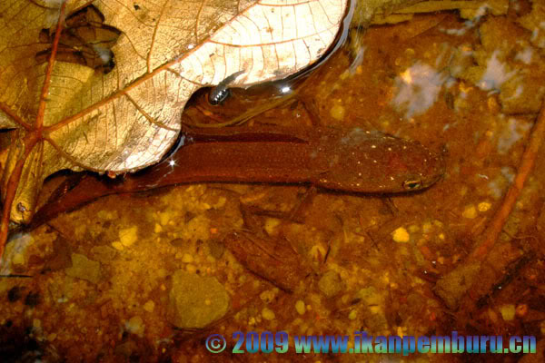 Subadult specimen in its natural habitat.