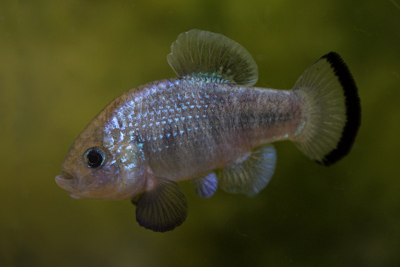 Adult male.