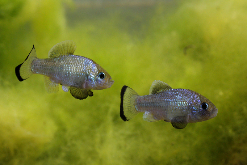 Adult males sparring.