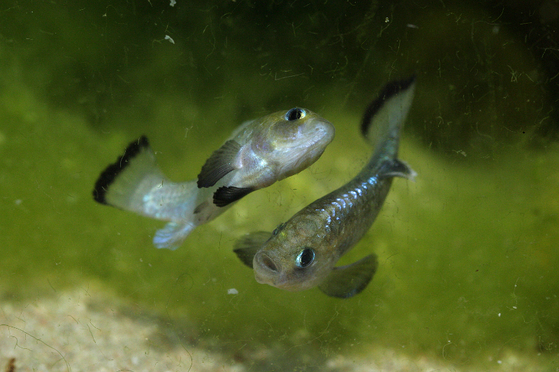Nuptial males spar regularly.