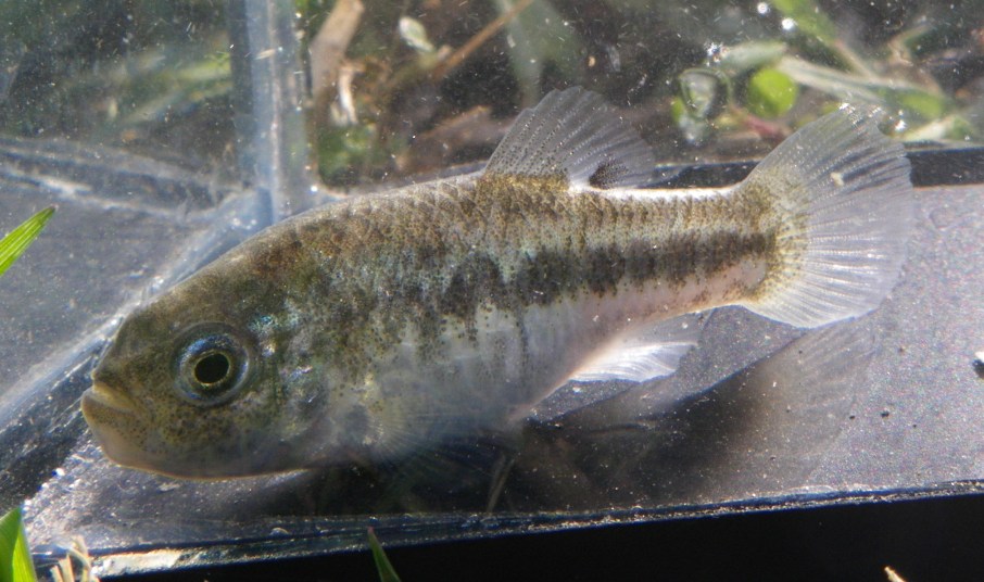 Adult female.