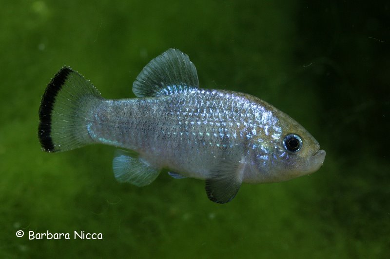 Adult male individual.