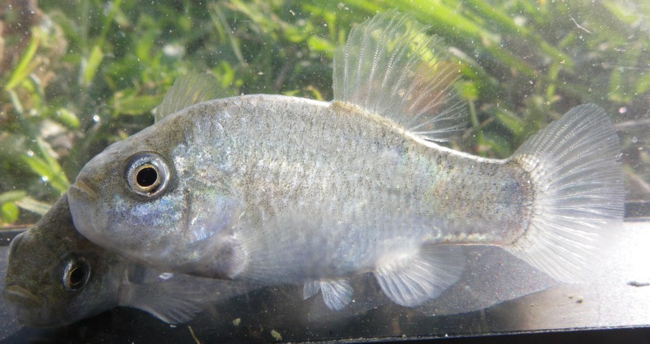 Adult, non-nuptial male.