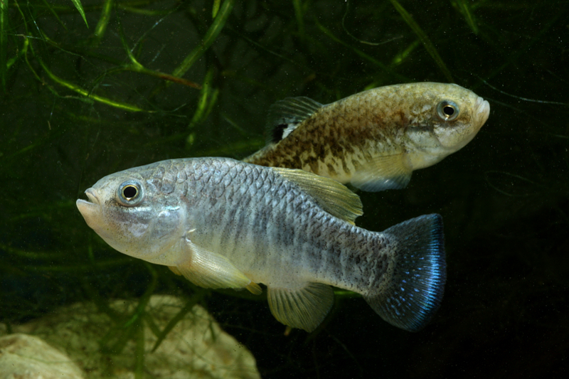 Adult pair, male at front.