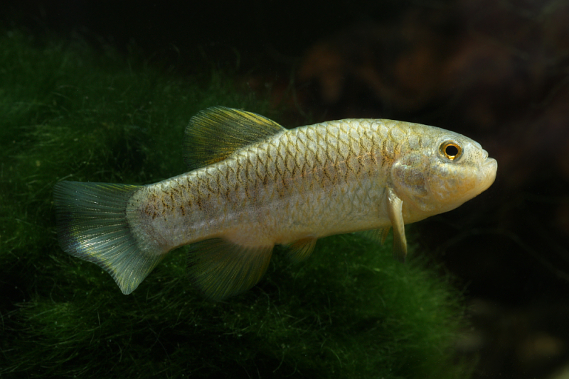 Adult male.