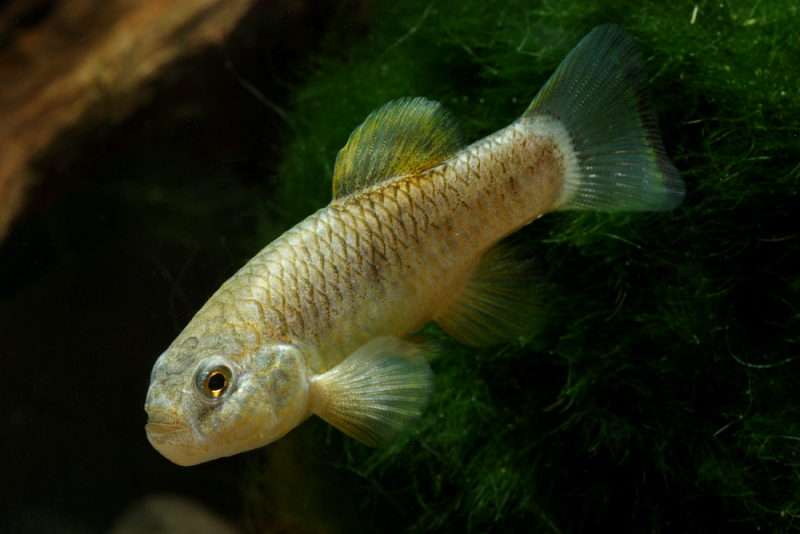 This species is identified most easily by its disproportionally large head.