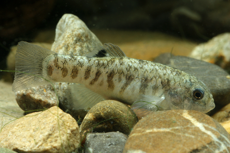 Adult female.