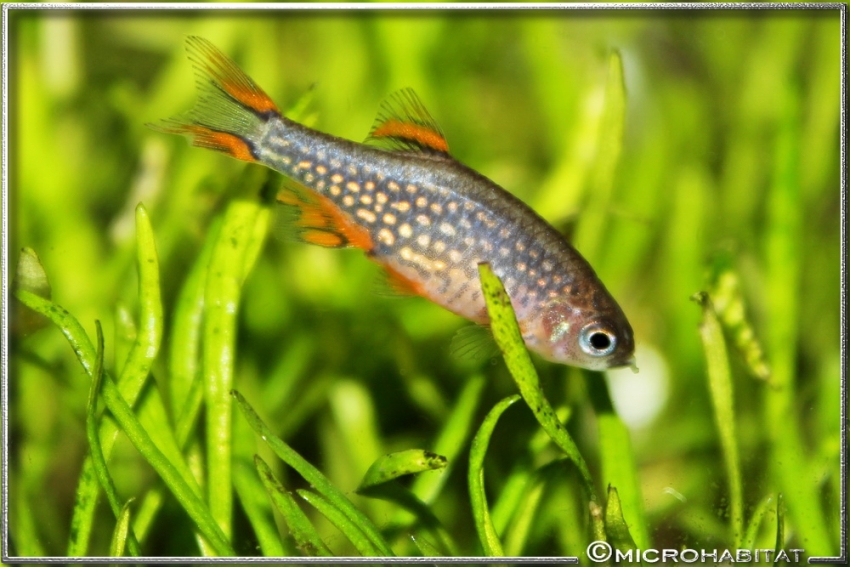 Adult female with aberrant patterning in the anal-fin (see 'Notes').