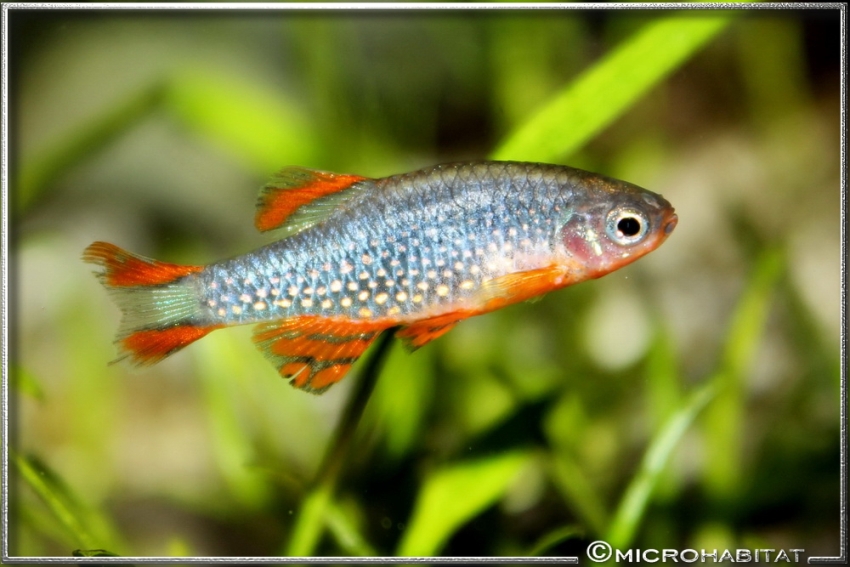 Adult male with spotted, rather than striped, pattern in the anal-fin; this may be an artefact of inbreeding ( see 'Notes').