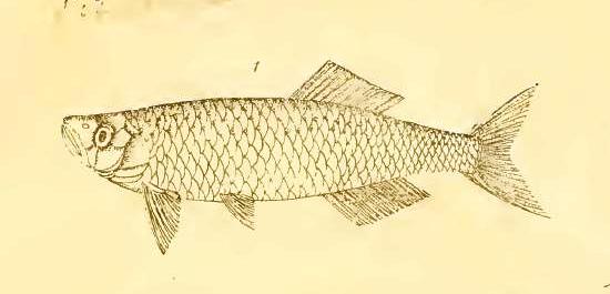 Original drawing of D. aequipinnatus from McClelland (1839) depicting a fish without body stripes or caudal-fin patterning.