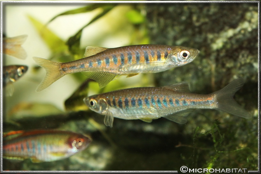 This species is peaceful and does well when maintained with other small cyprinids.