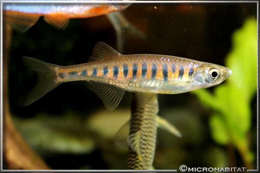 Specimen from the German aquarium trade.