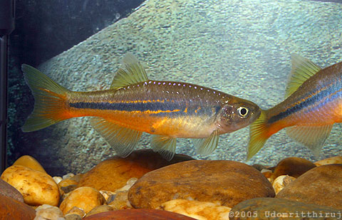 Nuptial male individual.