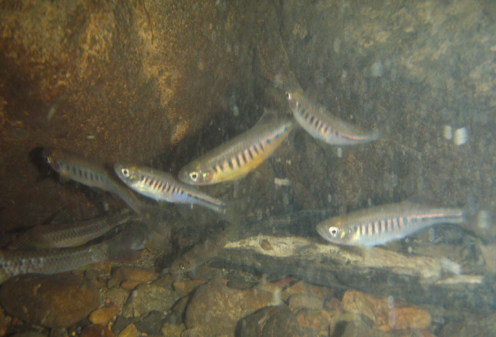 Devario maetangensis biotope NP 2