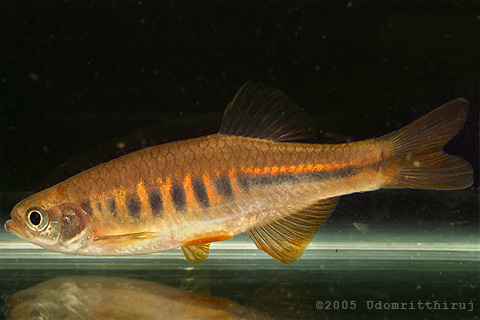 Adult male specimen.
