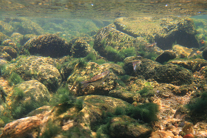 Specimen in its natural habitat, Ranong province, Thailand.