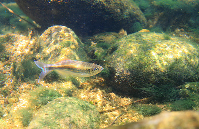 Specimen in its natural habitat, Ranong province, Thailand.