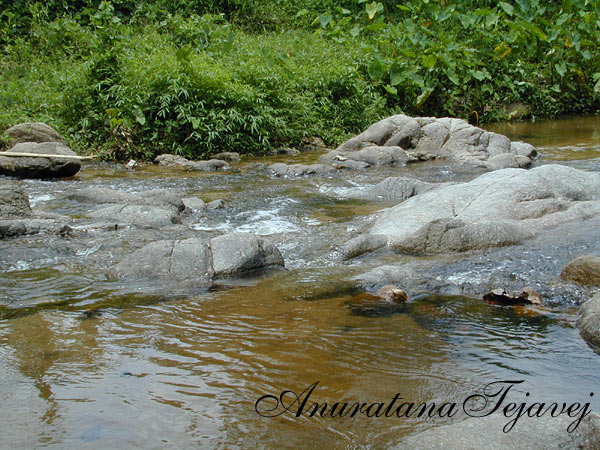 Habitat at an unspecified location in Thailand.
