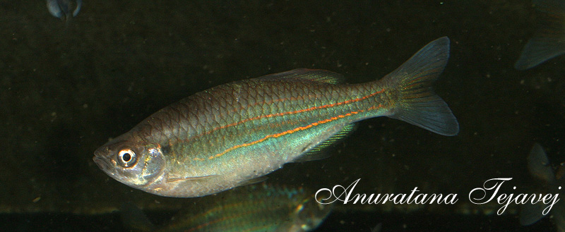 Specimen from Ratchaburi province, Thailand.