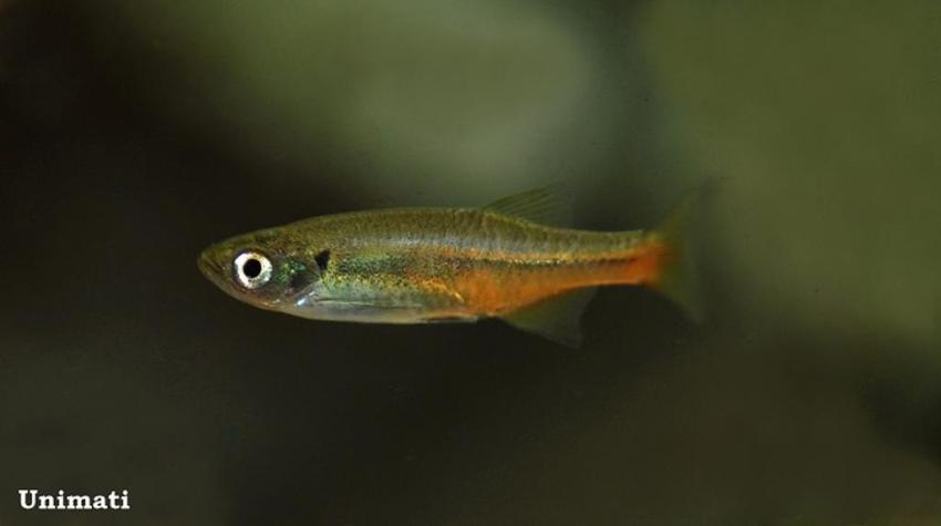 Specimen from the Danish aquarium trade.