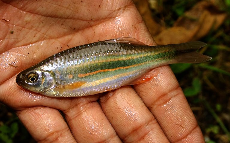 Specimen of the 'blood stripe' form collected at over 1000 m AMSL in the Siwalik mountains, West Bengal state, India. NM