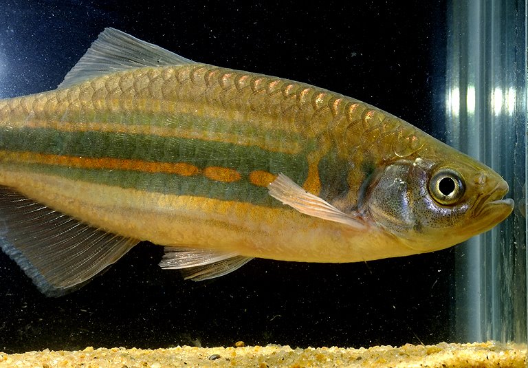 Specimen collected in northern West Bengal state, India. This population has been given the trade name D. sp. 'blood stripe'.