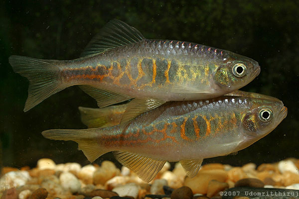 Adult pair, female (with damaged lower caudal-fin lobe) below.